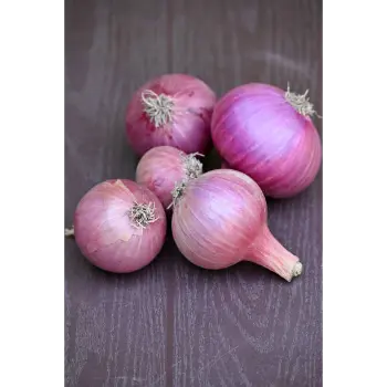 onion (21)-6317095-43898.webp
